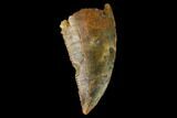 Raptor Tooth - Real Dinosaur Tooth #163839-1